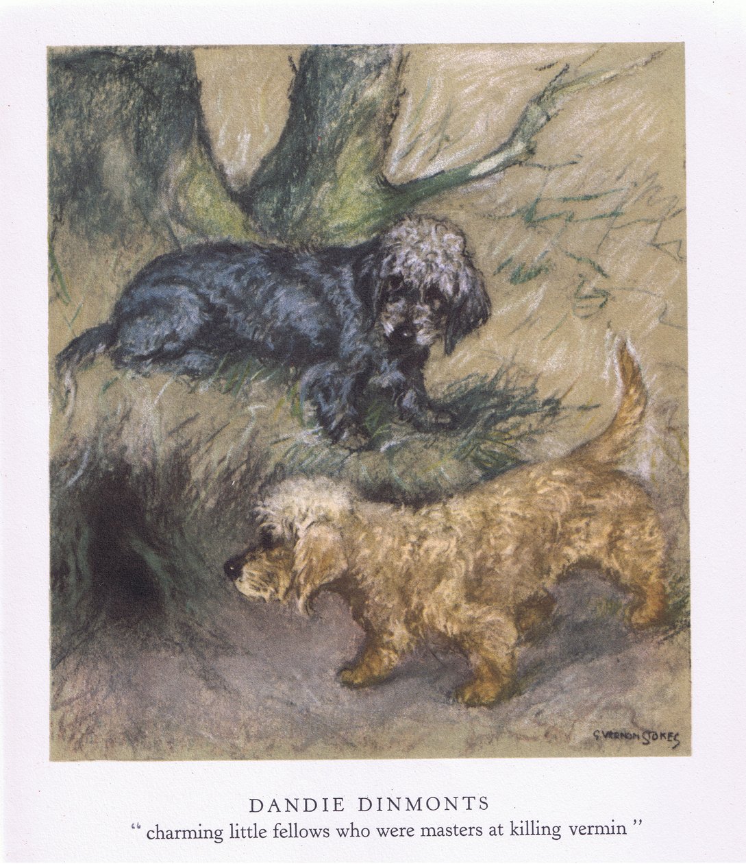 Dandie Dimonts（彩色印刷版） 作者 乔治·弗农·斯托克斯