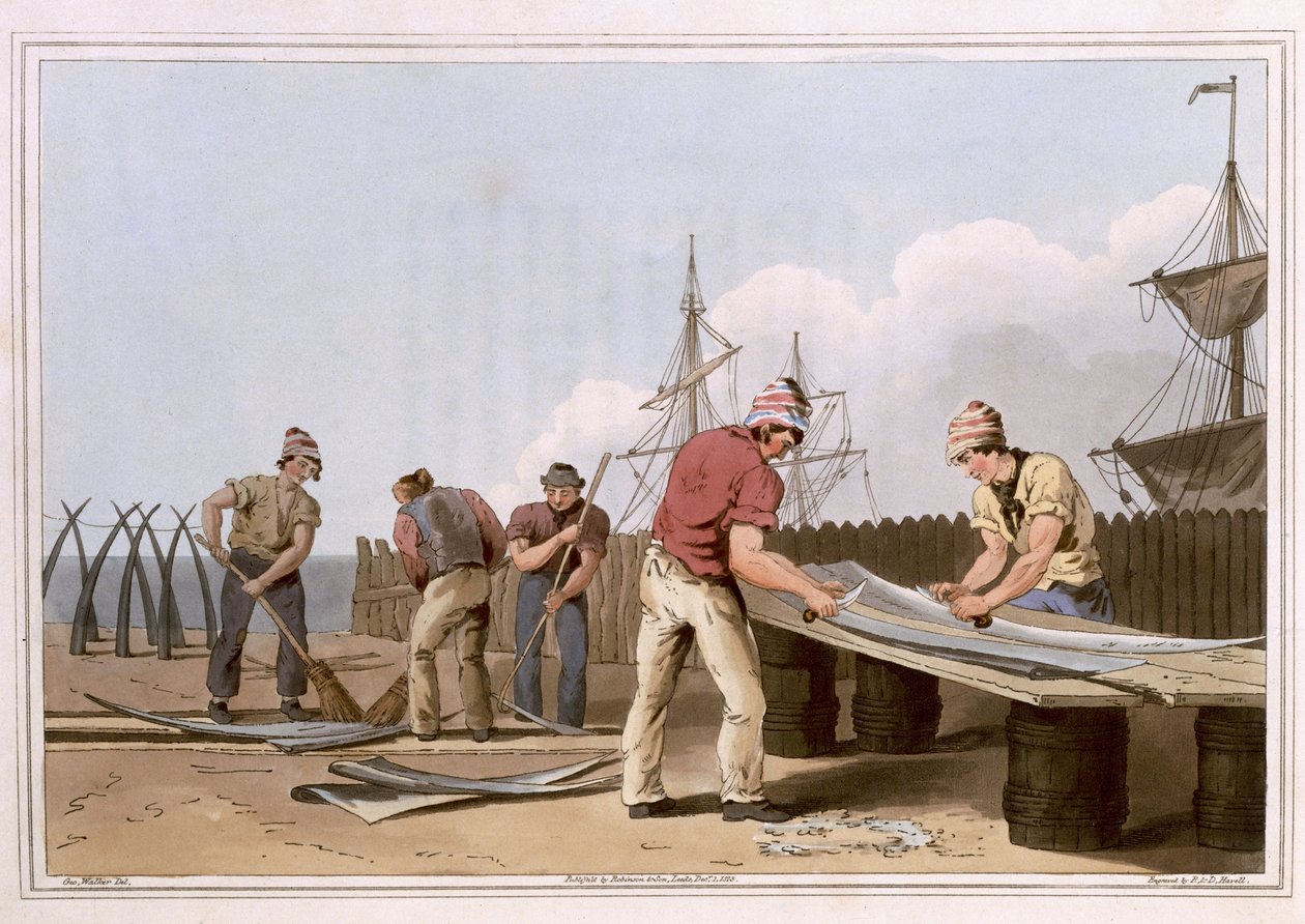 由利兹罗宾逊和儿子于1814年出版的由长老罗伯特·哈维尔（Robert Havell the Elder）雕刻的Whalebone Scrapers 作者 乔治·沃克