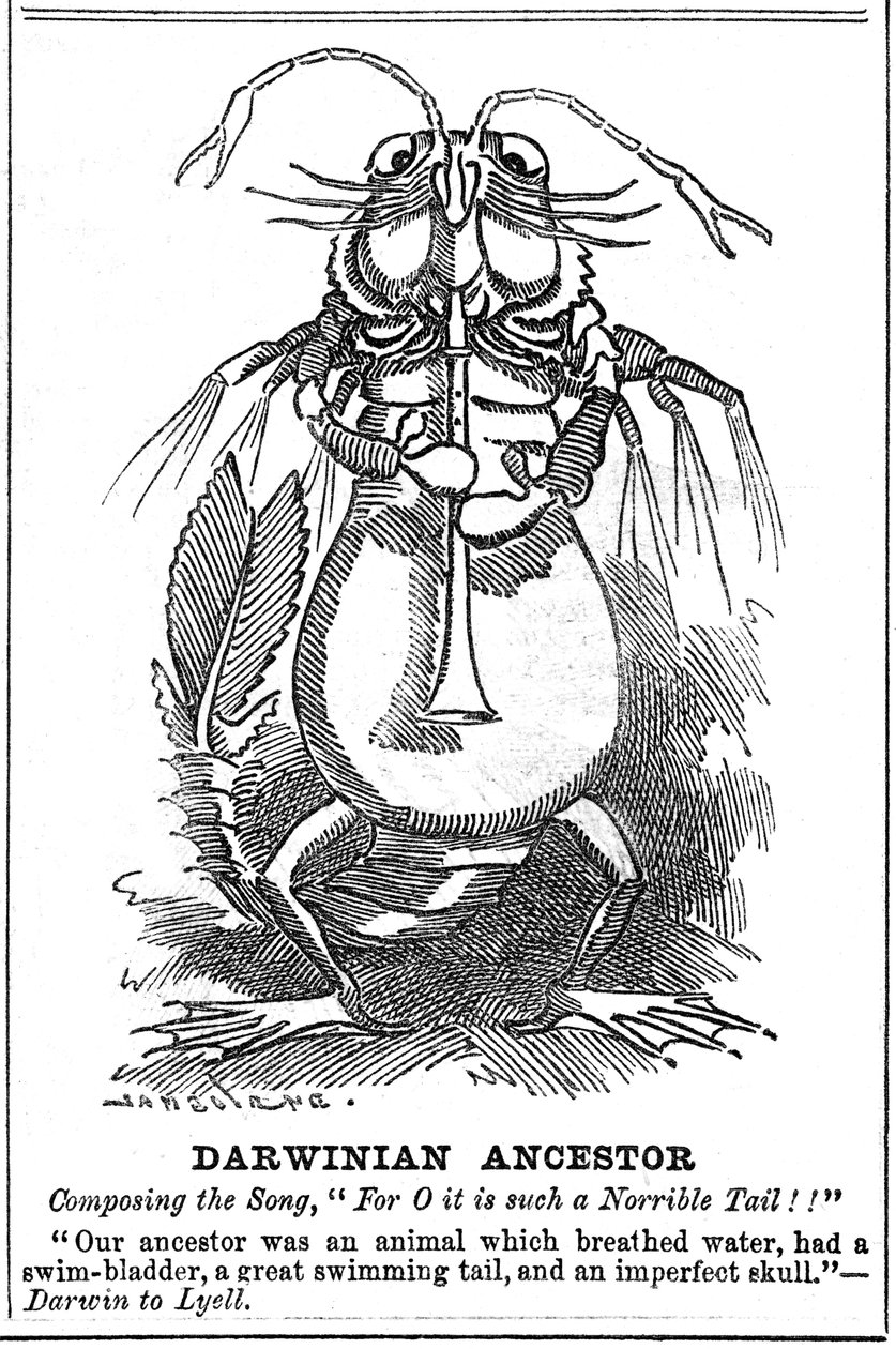 达尔文先祖，1887年 作者 乔治·杜莫里耶