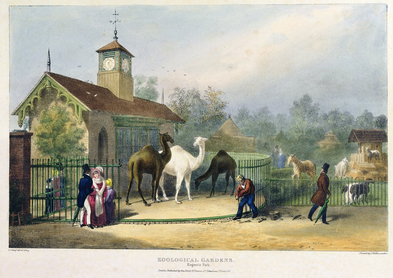 摄政公园的动物园的骆驼屋，雕刻和酒吧。由艺术家创作，由Charles Hullmandel（1789-1850），1835年创作 作者 乔治·夏普