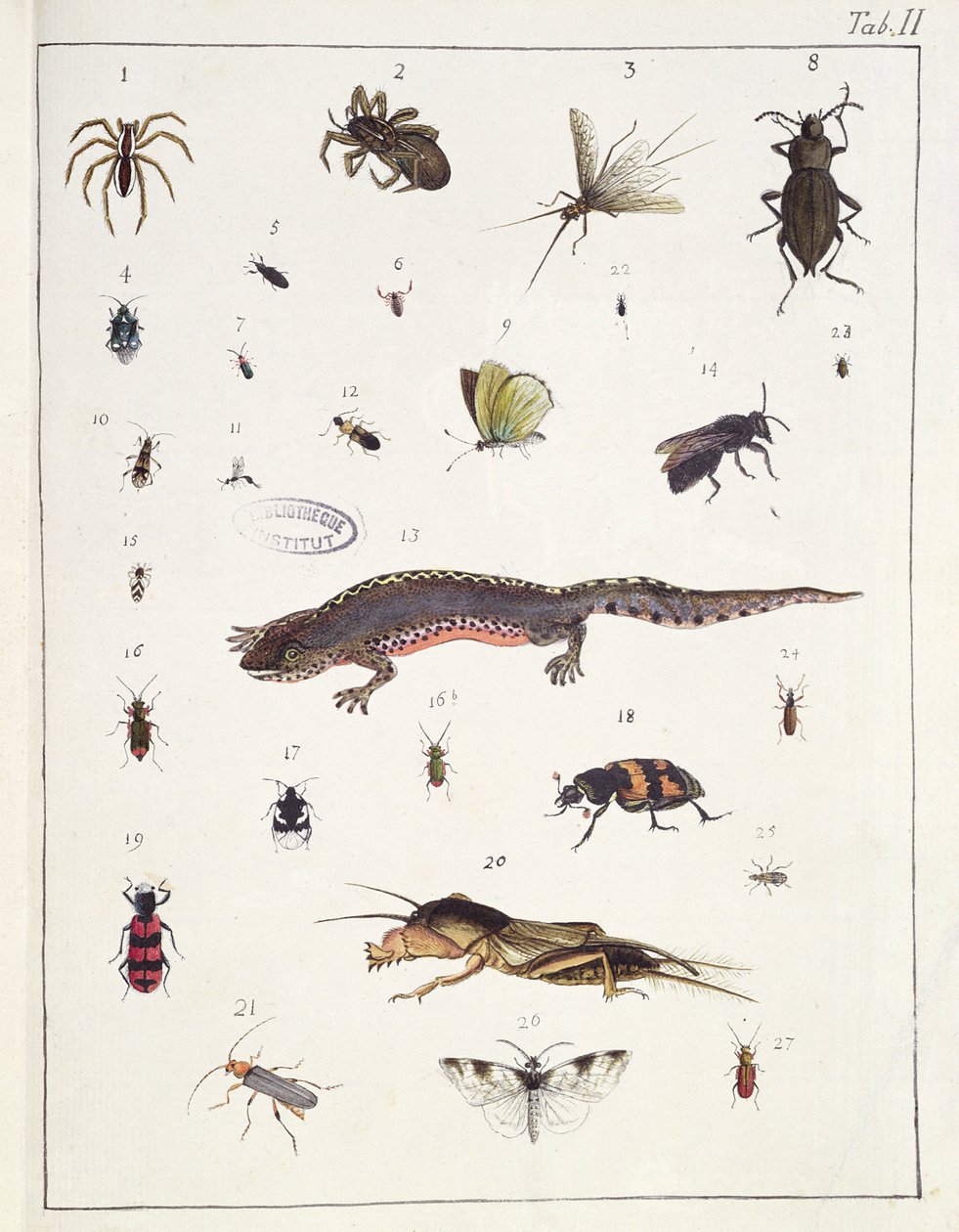 各种昆虫和蜥蜴，来自&39;Diarium Zoologicum&39;的板II，1787（笔和墨水和纸上的wc） 作者 乔治·居维叶
