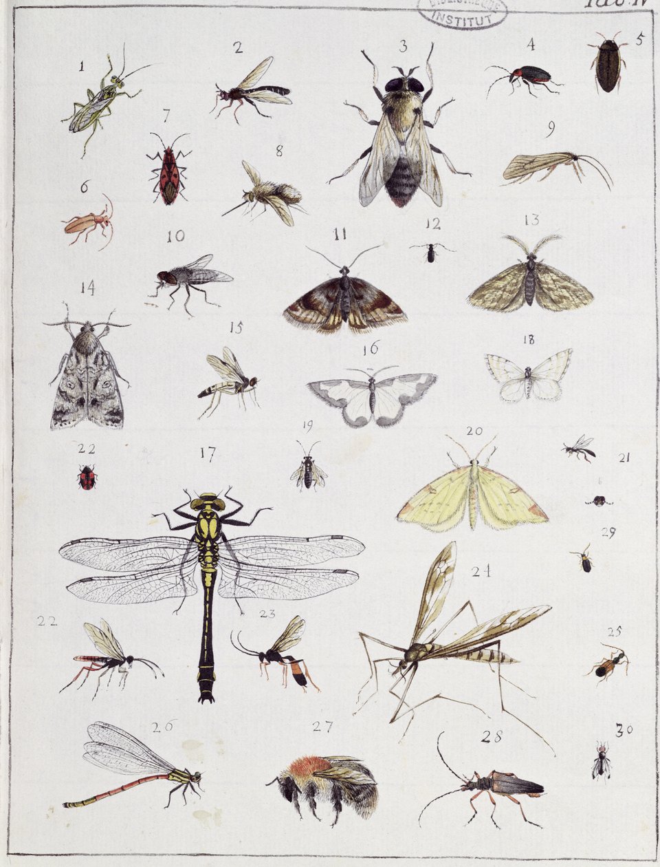 各种昆虫，来自&39;Diarium Zoologicum&39;的板IV，1787（笔和墨水和纸上的wc） 作者 乔治·居维叶