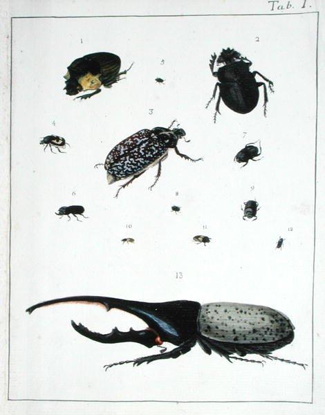 各种甲虫，板块I来自 "Diarium Zoologicum"。 作者 乔治·居维叶