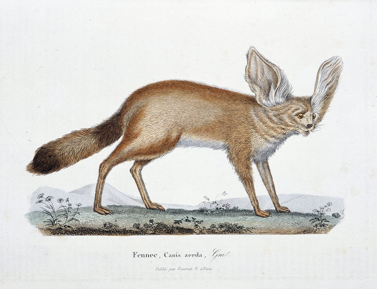 自然历史板块：代表 Le Fennec、Canis zerda 的动物学板块 - 在博物学家乔治·路易斯·勒克莱尔 (Georges Louis Leclerc，布冯伯爵，1707 - 1788 年) 的“布冯完成集”中。 1837 年的雕刻。 作者 乔治·路易斯·勒克莱尔