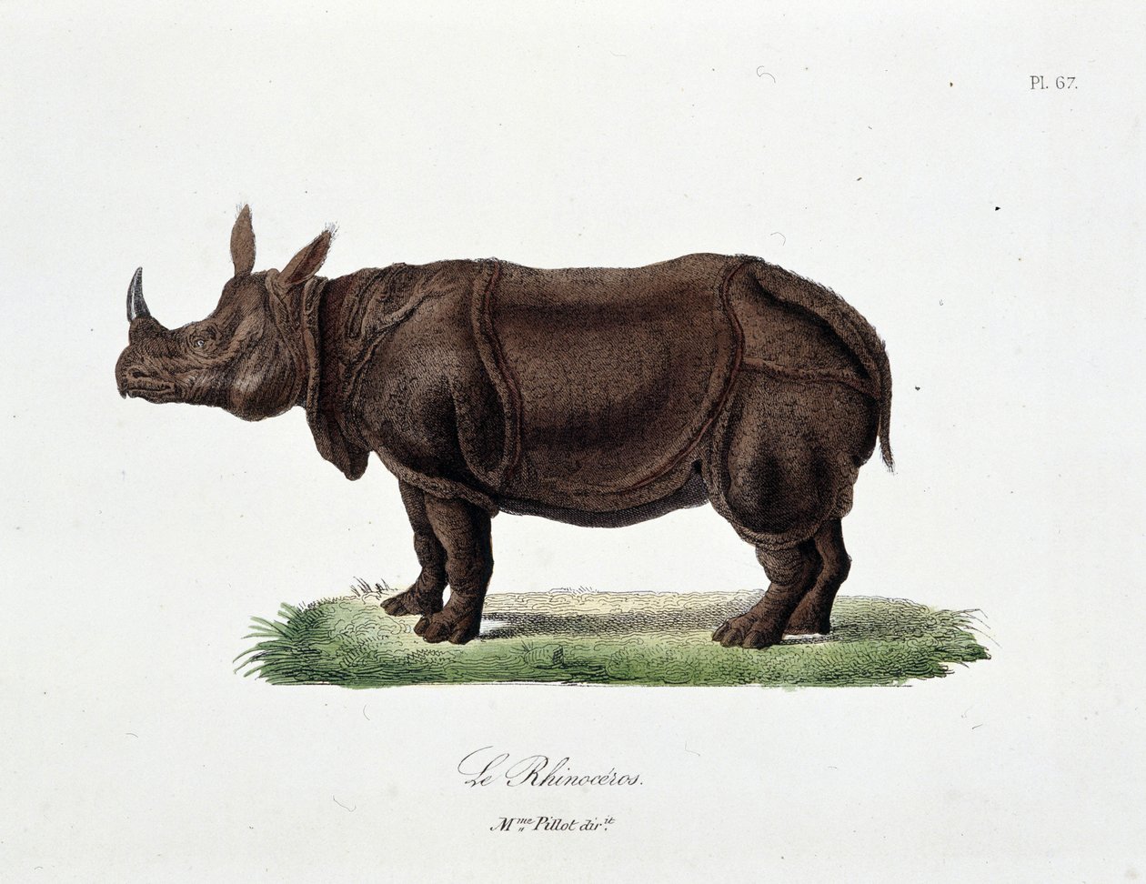 自然历史板块：代表 Le Rhinoceros 的动物学板块 - 在博物学家乔治·路易斯·勒克莱尔 (Georges Louis Leclerc，布冯伯爵，1707 - 1788 年) 的“布冯完成”中 1837 年的雕刻。 作者 乔治·路易斯·勒克莱尔