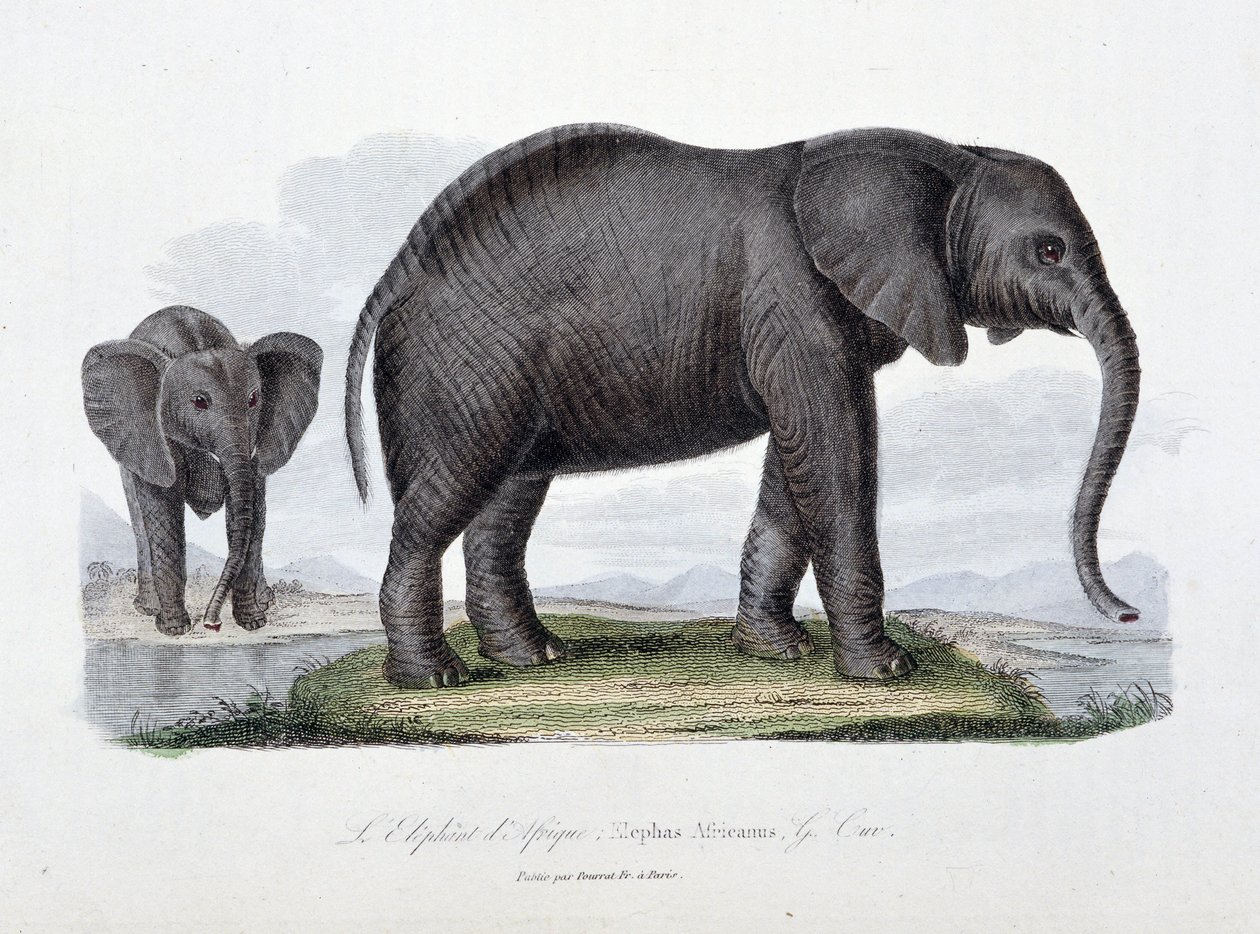 自然历史板块：代表非洲象的动物板块； Elephas Africanus - 在“布冯完成”中，由博物学家乔治·路易斯·勒克莱尔 (Georges Louis Leclerc) 撰写，布冯伯爵 (1707 - 1788)。 1837 年的雕刻。 作者 乔治·路易斯·勒克莱尔
