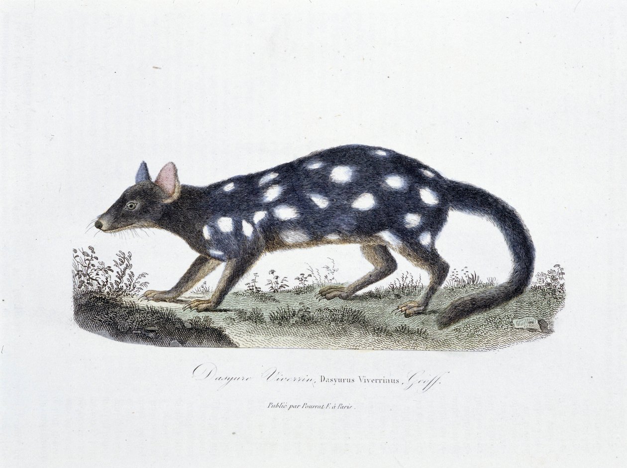 自然历史板块：代表 Dasyure Viverrin、Dasyurus Viverrinus 的动物学板块 - 在博物学家乔治·路易斯·勒克莱尔 (Georges Louis Leclerc，布冯伯爵，1707 - 1788 年) 的“布冯全集”中。 1837 年的雕刻。 作者 乔治·路易斯·勒克莱尔