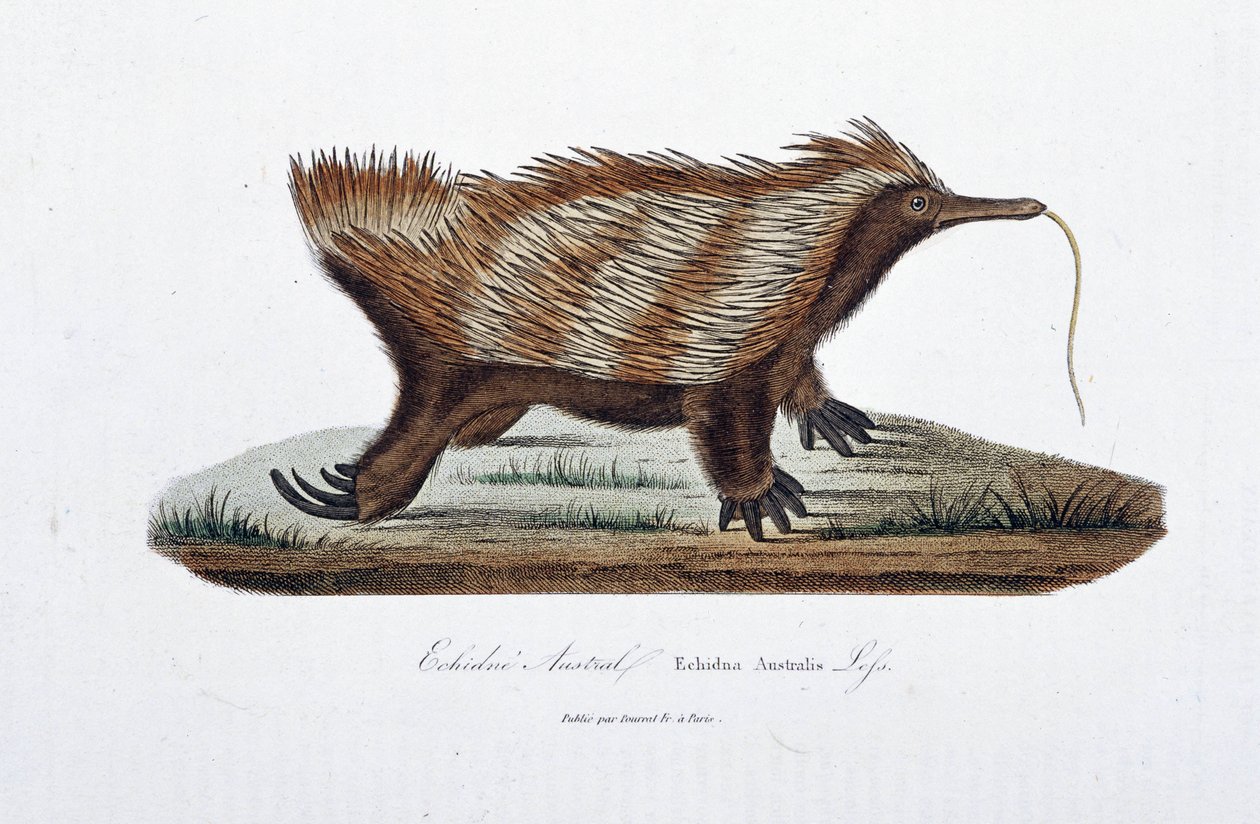 自然历史板块：代表 Echidne Australis (Echidna Australis) 的动物学板 - 在博物学家乔治·路易斯·勒克莱尔 (Georges Louis Leclerc) 的“布冯全集”中，布冯伯爵 (1707 - 1788)。 1837 年的雕刻。 作者 乔治·路易斯·勒克莱尔