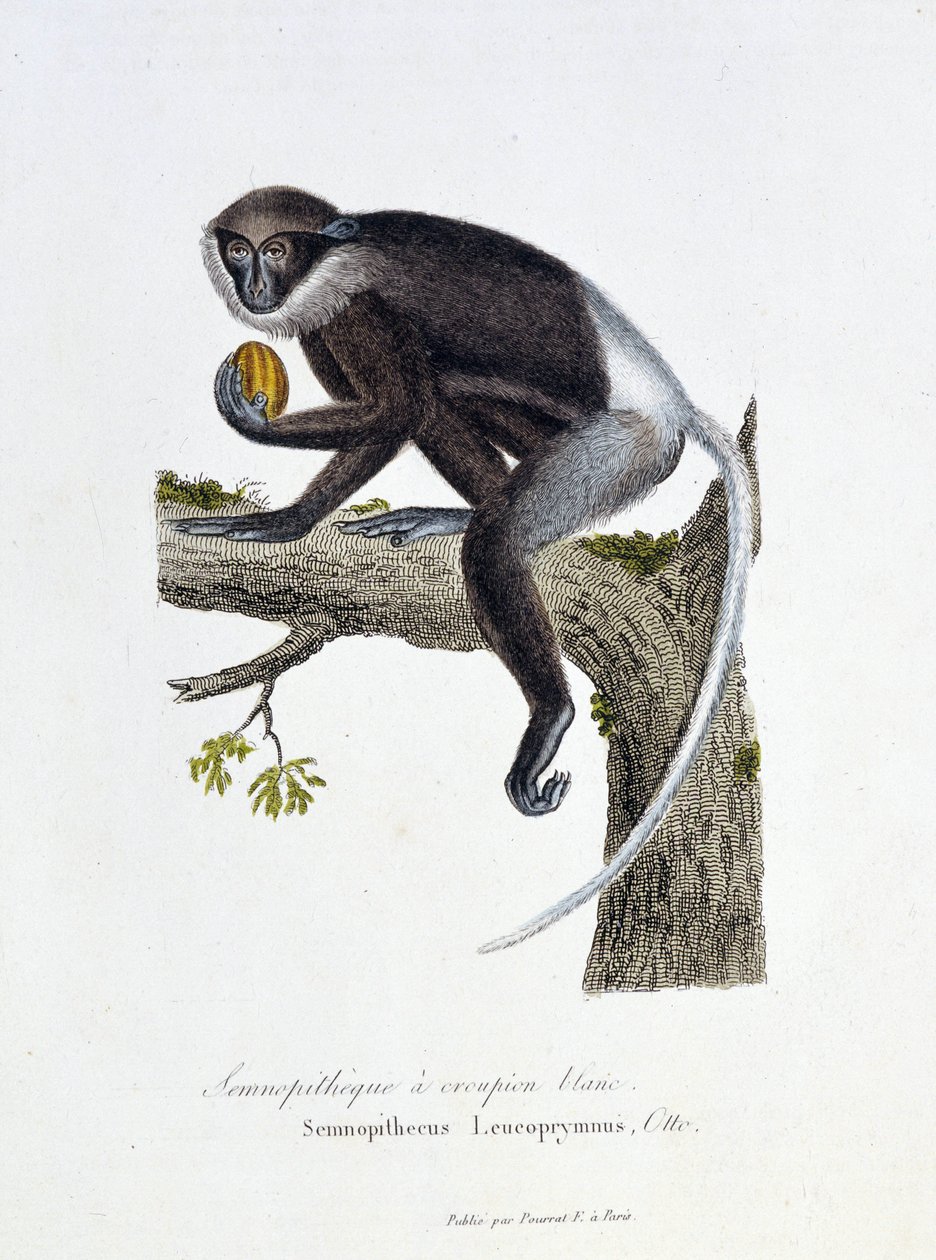 自然历史板。代表白臀半兽人（Semnopitheque，Semnopithecus Leucoprymnus，Otto）的动物学板--载于自然学家乔治-路易斯-勒克莱尔，布丰伯爵（1707-1788）的《布丰全集》。1837年的雕版画。 作者 乔治·路易斯·勒克莱尔