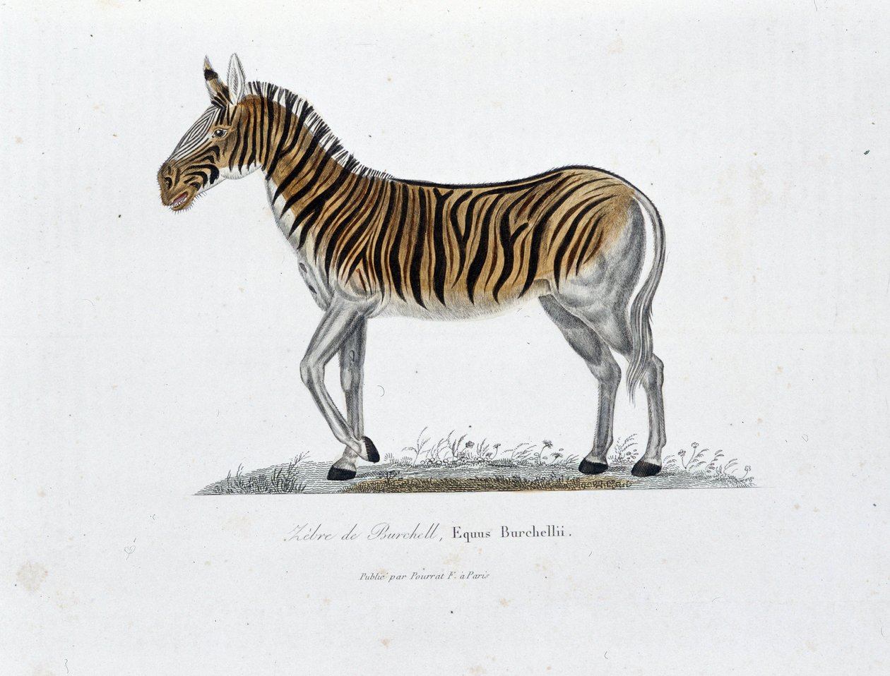 Natural History Plate: Zoological board representing the Zebre of Burchell, Equus Burchellii - in “” Completely Works of Buffon”” by naturalist Georges Louis Leclerc, Count of Buffon (1707 - 1788). Engraving from 1837. 作者 乔治·路易斯·勒克莱尔