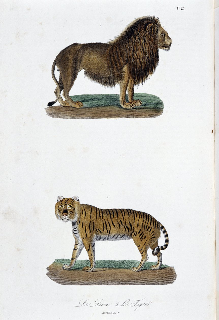 Natural History Plate: Zoological board representing the lion and the tiger - in “” Completes of Buffon”” by naturalist Georges Louis Leclerc, Count of Buffon (1707 - 1788). Engraving from 1837. 作者 乔治·路易斯·勒克莱尔