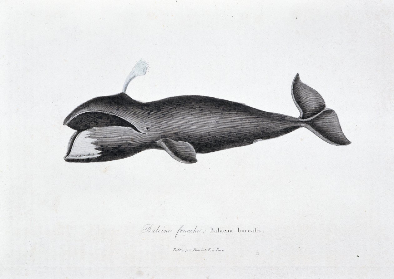 Natural History Plate: Zoological board representing the right whale, Balaena borealis - in “” Works of Buffon”” by naturalist Georges Louis Leclerc, Count of Buffon (1707 - 1788). Engraving from 1837. 作者 乔治·路易斯·勒克莱尔