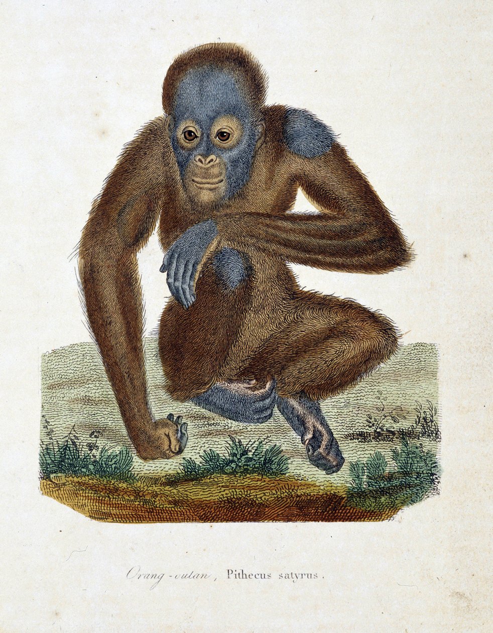 自然历史板块。动物学图表，描绘了Orang outan（orang outan，orang outang，orang outang），Pithecus satyrus--载于自然学家Georges Louis Leclerc, Count of Buffon（1707-1788）的《布丰全集》。1837年的雕版画。 作者 乔治·路易斯·勒克莱尔