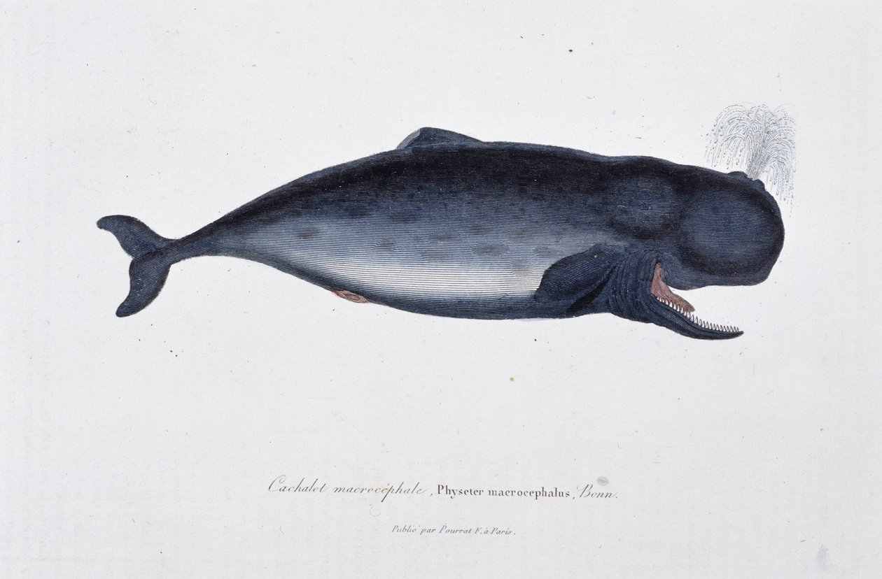 自然历史板块：动物学图表描绘了巨头抹香鲸，Physeter macrocephalus，波恩 - 在博物学家乔治·路易斯·勒克莱尔的“布冯作品”中，布冯伯爵（1707 - 1788 年）。 1837 年的雕刻。 作者 乔治·路易斯·勒克莱尔
