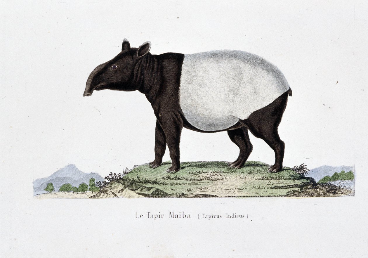 自然历史板块：代表 Le Tapir Maiba (Tapirus Indicus) 的动物学图表 - 在博物学家乔治·路易斯·勒克莱尔 (Georges Louis Leclerc) 的“布冯作品”中，布冯伯爵 (1707 - 1788)。 1837 年的雕刻。 作者 乔治·路易斯·勒克莱尔