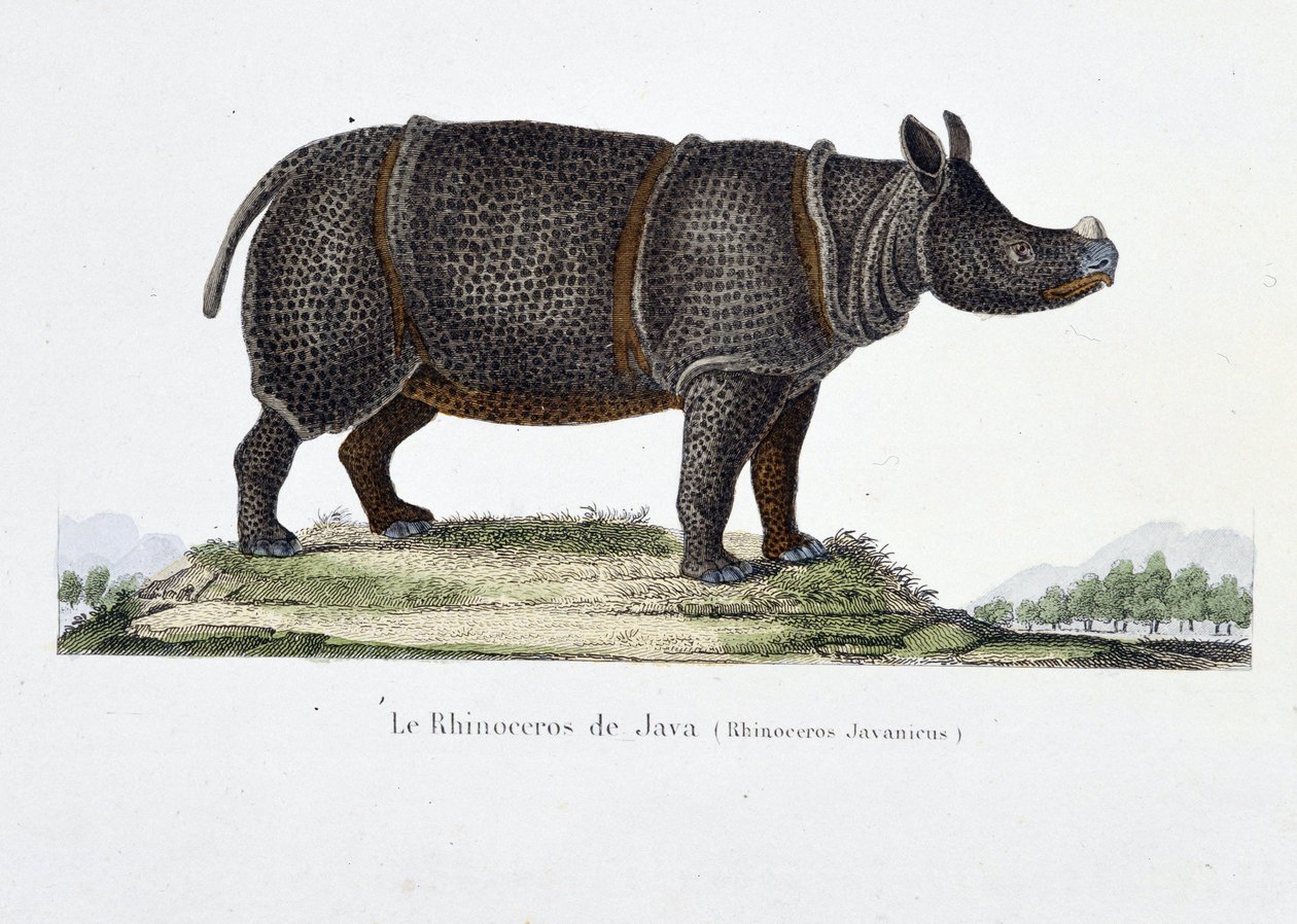 自然历史板块：代表爪哇犀牛 (Rhinoceros Javanicus) 的动物学图表 - 在“布冯全集”中，由博物学家乔治·路易斯·勒克莱尔 (Georges Louis Leclerc，布冯伯爵) (1707 - 1788) 撰写。 1837 年的雕刻。 作者 乔治·路易斯·勒克莱尔