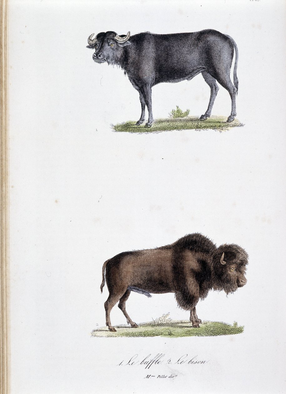 自然历史板：动物学板代表 1. Buffalo 和 2。 野牛 - 在“布冯完整作品”中，由博物学家乔治·路易斯·勒克莱尔 (Georges Louis Leclerc，布冯伯爵，1707 - 1788 年) 撰写。 1837 年的雕刻。 作者 乔治·路易斯·勒克莱尔