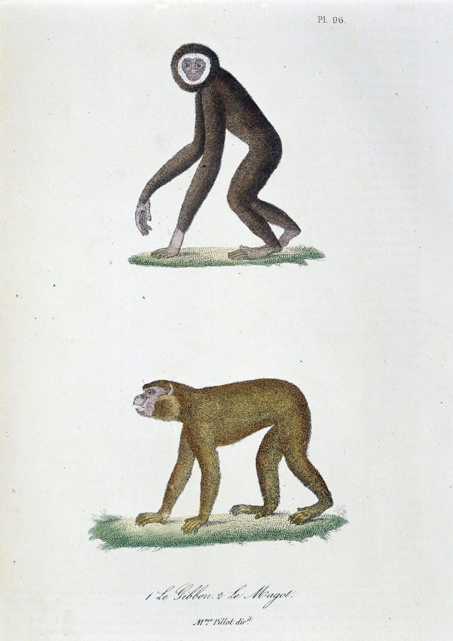 自然历史图板：动物学图板代表 1. The Guibbon 和 2. Le Magot - 在“布冯全集”中，由博物学家乔治·路易斯·勒克莱尔 (Georges Louis Leclerc，布冯伯爵) (1707 - 1788) 撰写。 1837 年的雕刻。 作者 乔治·路易斯·勒克莱尔