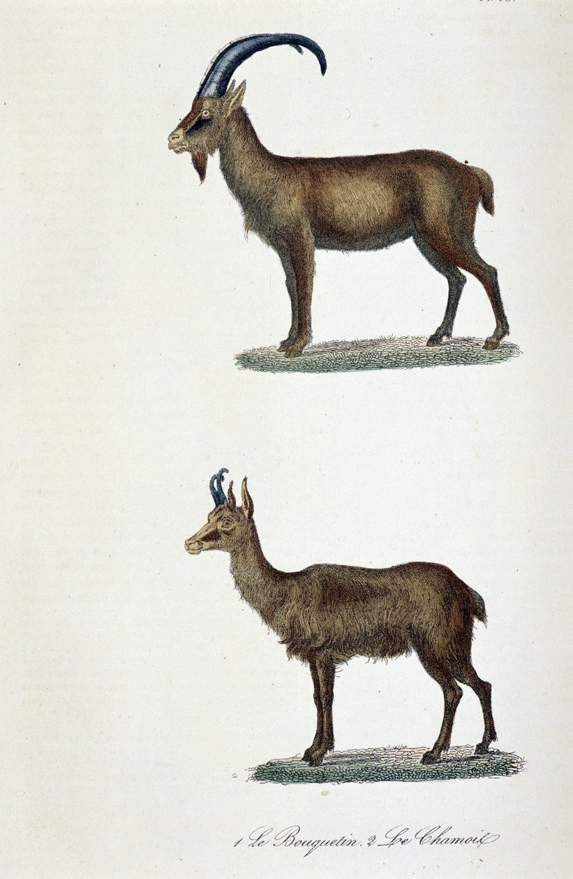 自然历史图板：动物学图板代表 1. 山羊和 2. Le Chamois - 在“布冯完成”中，由博物学家乔治·路易斯·勒克莱尔 (Georges Louis Leclerc, Buffon 伯爵) (1707 - 1788) 撰写。 1837 年的雕刻。 作者 乔治·路易斯·勒克莱尔