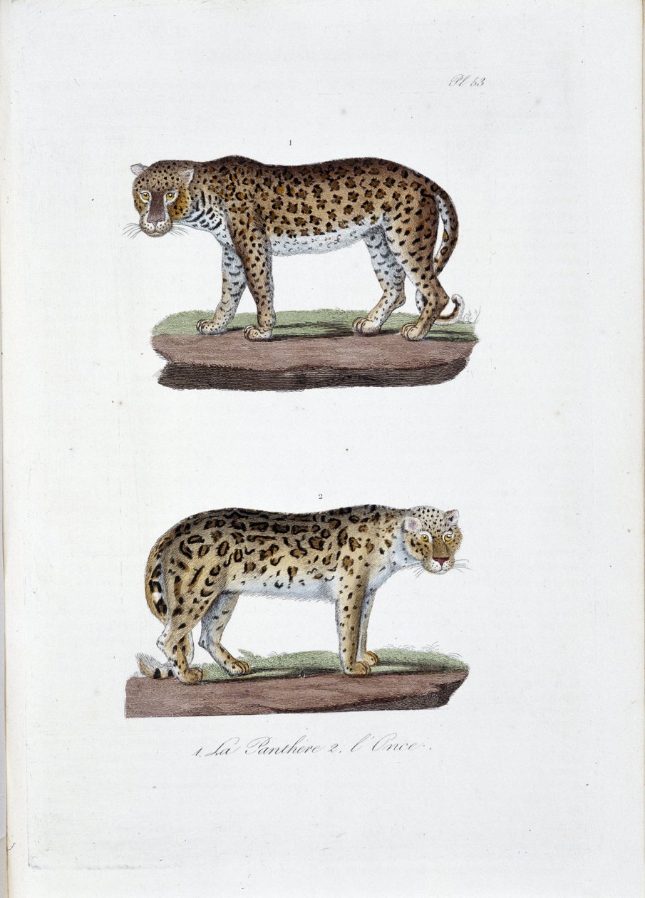 自然历史图板：动物学图板代表 1. The Panghere 和 2. L