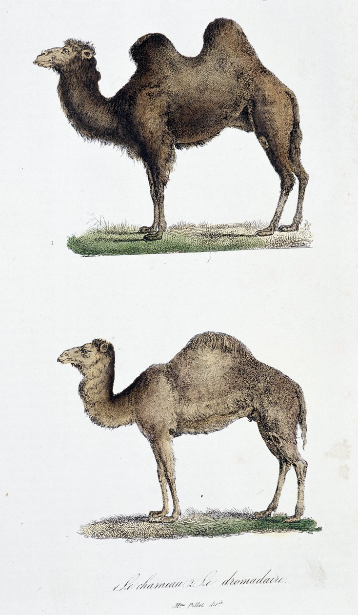 Natural history board: Zoological board representing 1. The camel and two. Le dromedaire - in “” Works complete of Buffon”” by naturalist Georges Louis Leclerc, Count of Buffon (1707 - 1788). Engraving from 1837. 作者 乔治·路易斯·勒克莱尔
