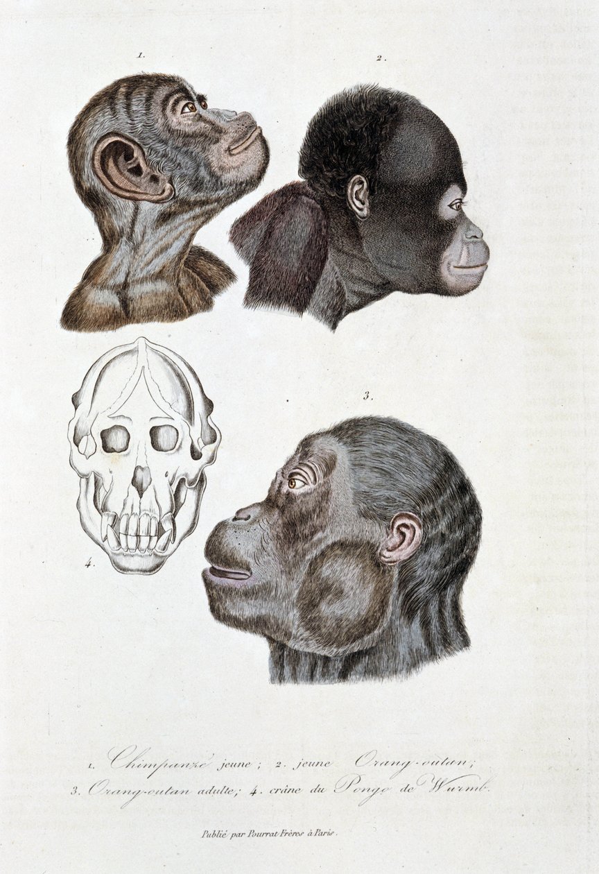 自然历史板块：动物板块代表 1. 幼黑猩猩； 2.年轻的红毛猩猩（orang-utan，orang-utan，orang-utang）； 3. 成年外人； 4. Crane du Pongo de Wurmb - 在博物学家乔治·路易斯·勒克莱尔 (Georges Louis Leclerc) 的“布冯全集”中， 作者 乔治·路易斯·勒克莱尔
