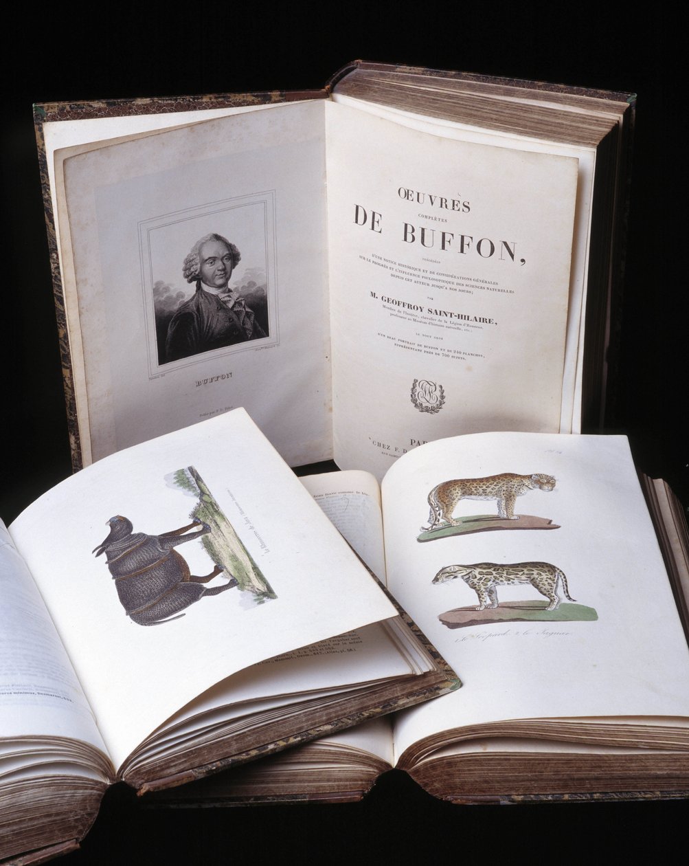 布冯伯爵 (1707 - 1788) 博物学家乔治·路易斯·勒克莱尔 (Georges Louis Leclerc) 的“布冯全集”静物画。 1837 年的雕刻。 作者 乔治·路易斯·勒克莱尔