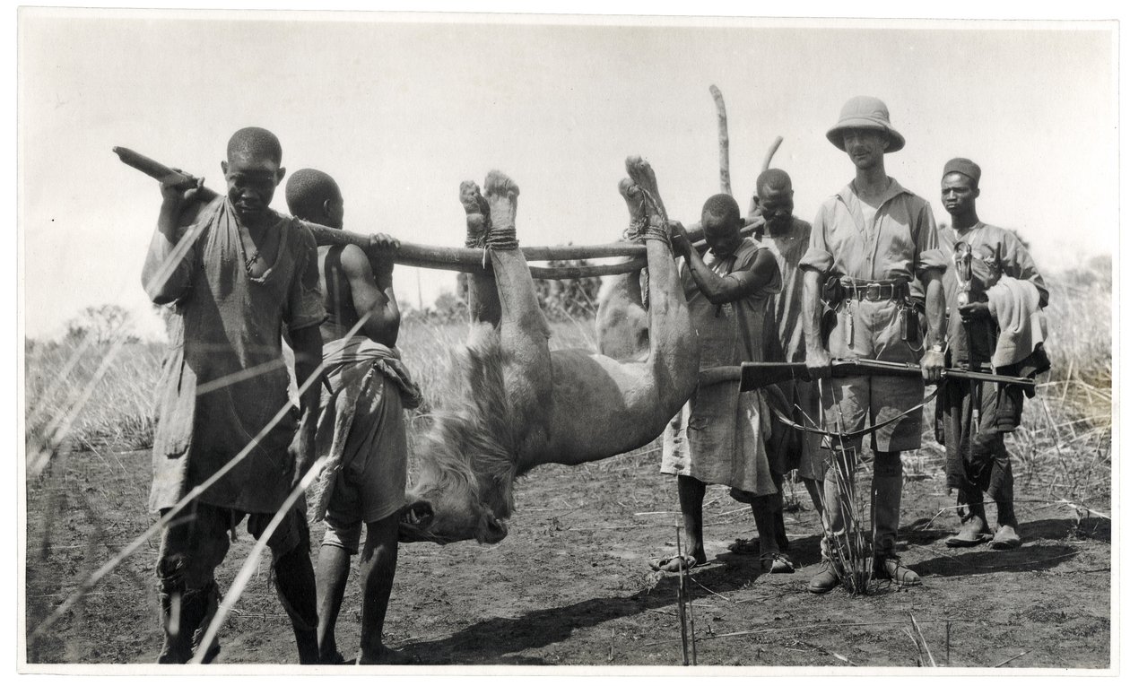 Bahr el Ghazal的狮子，Am Dafok，1925年（明胶银印） 作者 乔治·玛丽·哈特