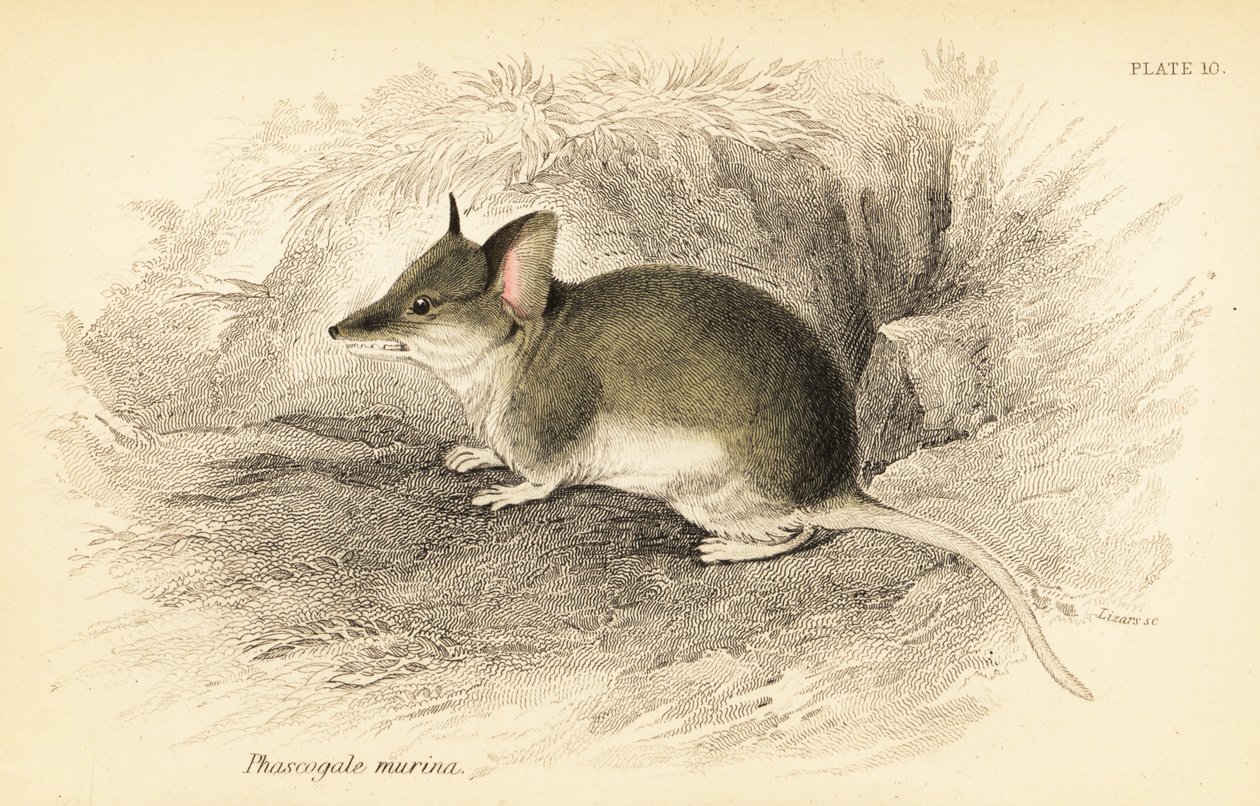 常见的石鹬，Sminthopsis murina。 ,1841（雕刻） 作者 乔治·罗伯特·沃特豪斯