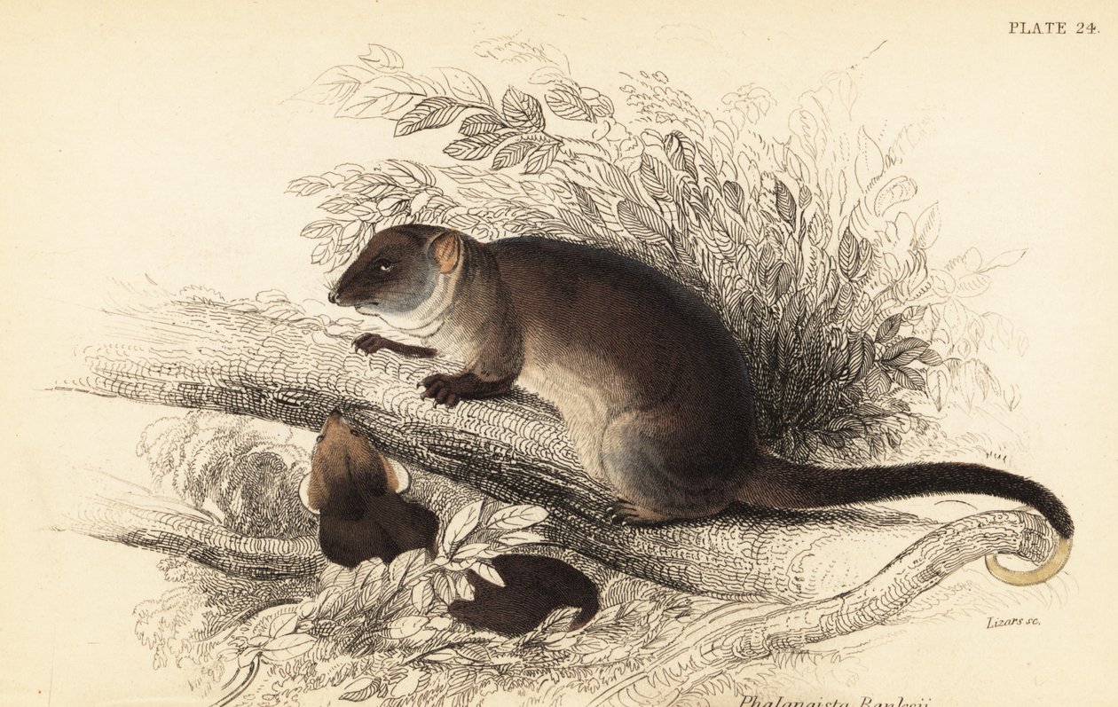 我可以看到常见的环尾鱼 Pseudocheirus peregrinus。 ,1841（雕刻） 作者 乔治·罗伯特·沃特豪斯
