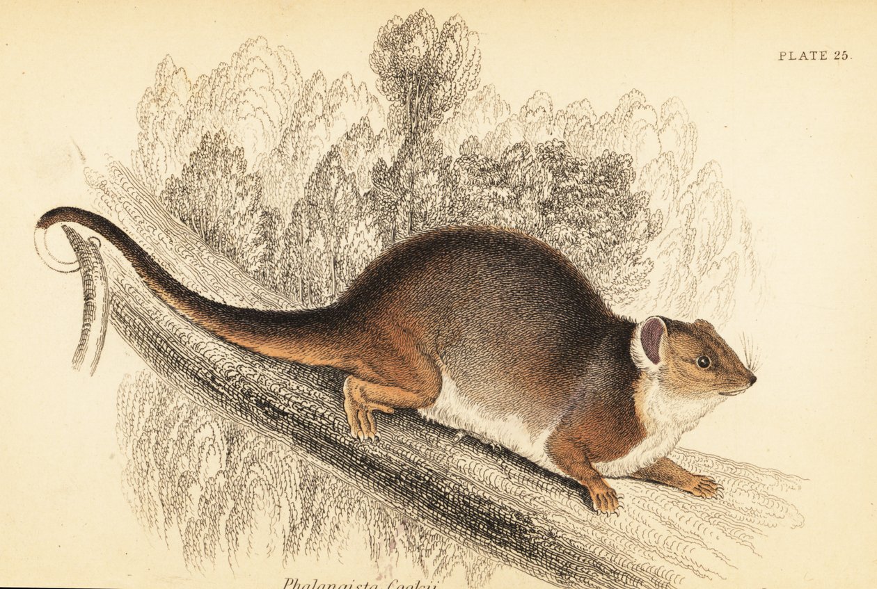 普通环尾负鼠，Pseudocheirus peregrinus。1841年（雕刻） 作者 乔治·罗伯特·沃特豪斯