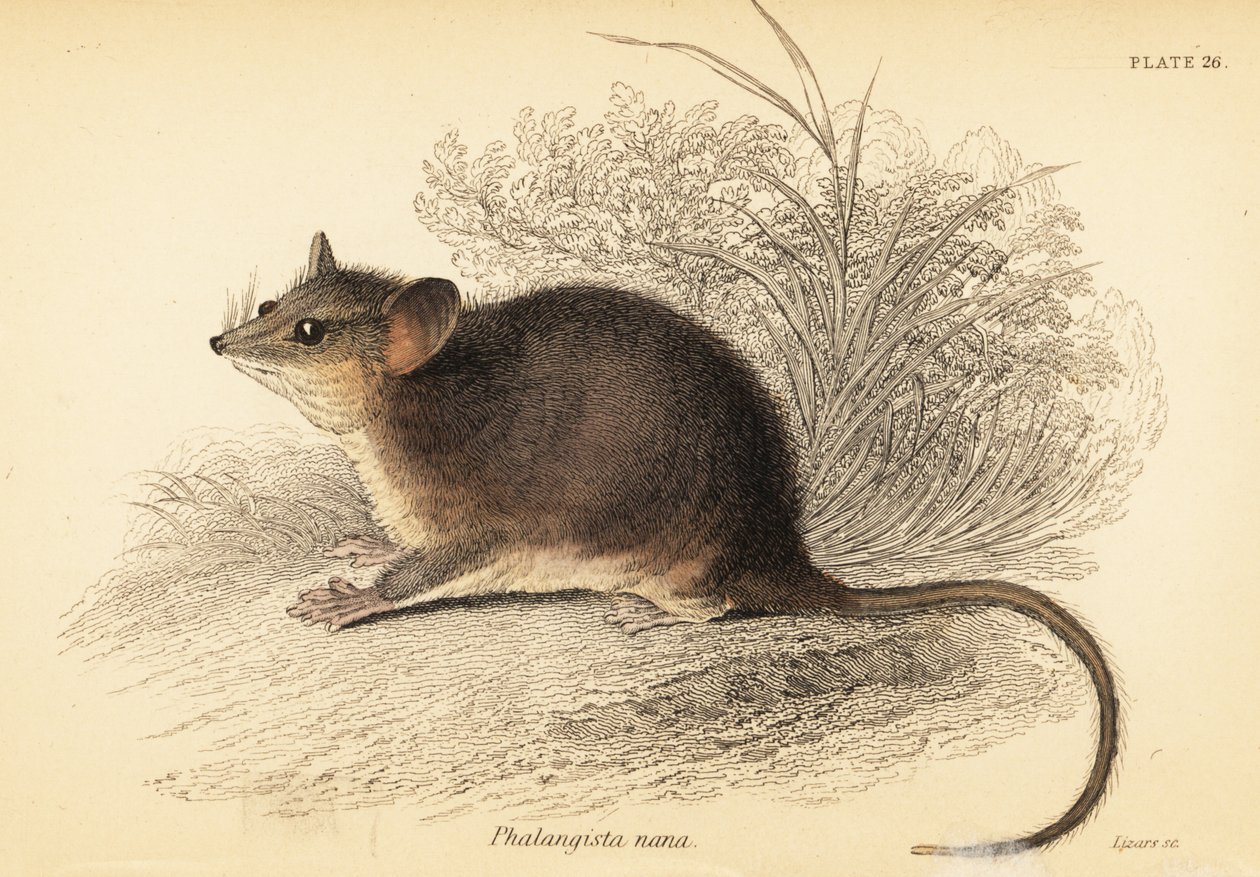 东方侏儒负鼠，Cercartetus nanus，1841 年（雕刻） 作者 乔治·罗伯特·沃特豪斯