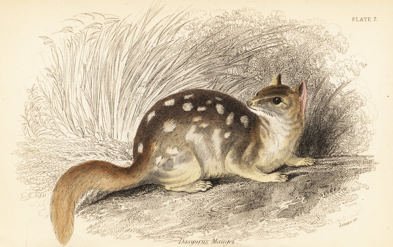 东方鹅，Dasyurus viverrinus。濒危。,1841（雕刻） 作者 乔治·罗伯特·沃特豪斯
