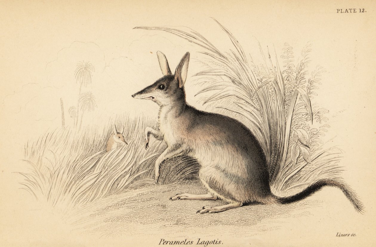 大兔耳袋狸，Macrotis lagotis。 濒危。 ,1841（雕刻） 作者 乔治·罗伯特·沃特豪斯
