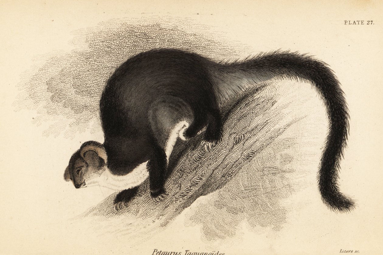 大滑翔机，Petauroides volans.,1841（雕刻） 作者 乔治·罗伯特·沃特豪斯