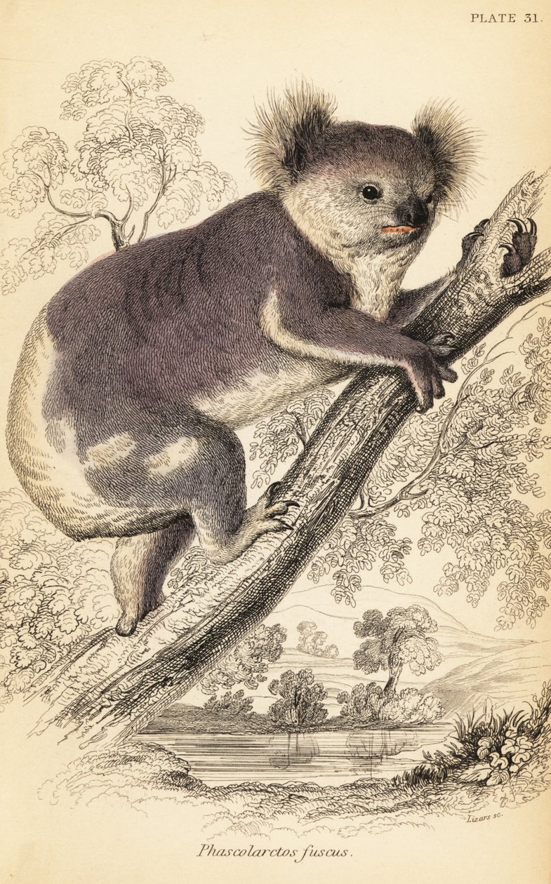 考拉，Phascolarctos cinereus，1841 年（雕刻） 作者 乔治·罗伯特·沃特豪斯