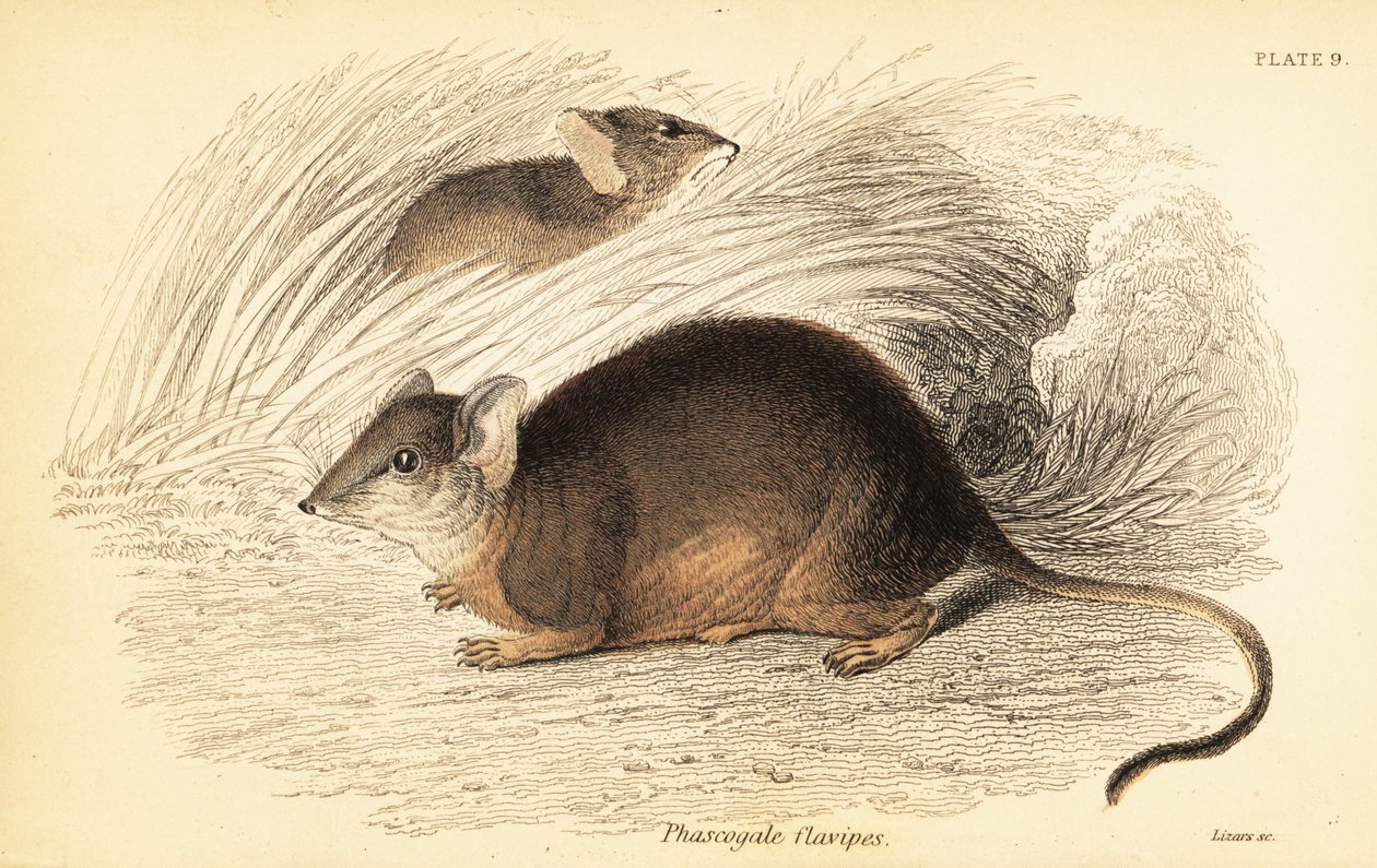 马尔多或黄脚蚁鼻虫，Antechinus flavipes。1841年（雕刻） 作者 乔治·罗伯特·沃特豪斯
