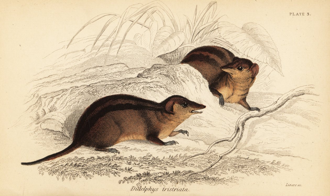 北方三纹负鼠，Monodelphis americana。1841年（雕刻） 作者 乔治·罗伯特·沃特豪斯