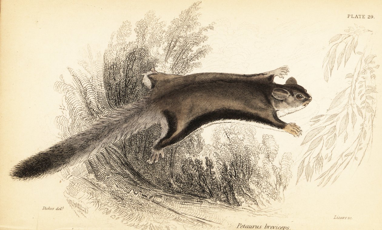 蜜袋鼯，Petaurus breviceps，1841 年（雕刻） 作者 乔治·罗伯特·沃特豪斯