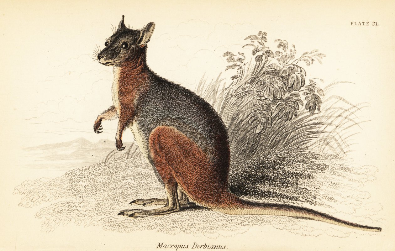 塔马小袋鼠，Macropus eugenii.，1841 年（雕刻） 作者 乔治·罗伯特·沃特豪斯