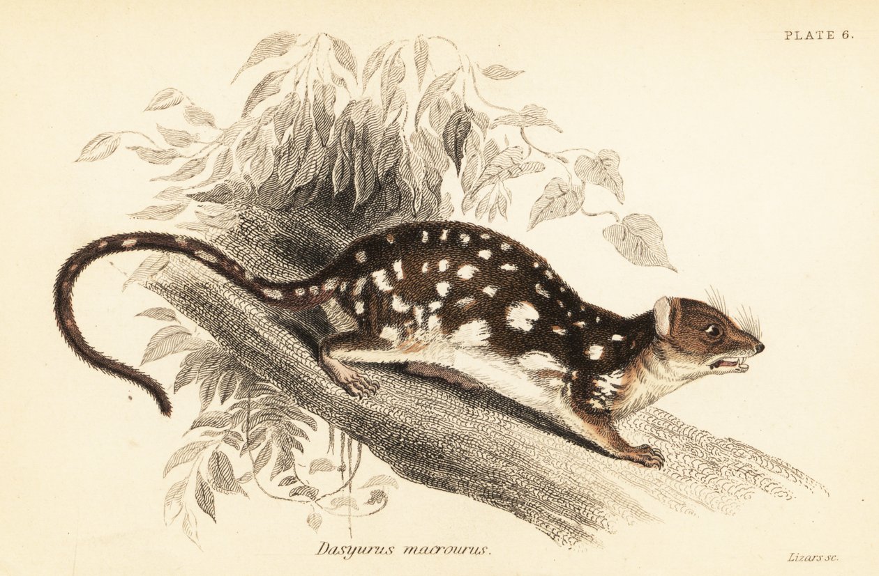 虎袋鼬，Dasyurus maculatus.，1841 年（雕刻） 作者 乔治·罗伯特·沃特豪斯