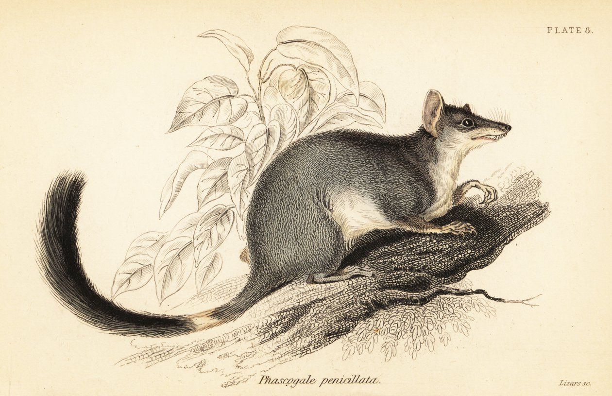 Tuan 或普通 wambenger，Phascogale Tapoatafa。 ,1841（雕刻） 作者 乔治·罗伯特·沃特豪斯