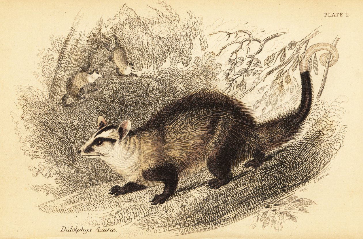 白耳负鼠，Didelphis albiventris。1841年（雕刻） 作者 乔治·罗伯特·沃特豪斯