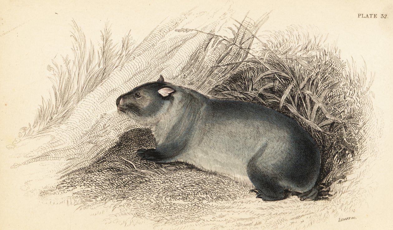 袋熊 (Wombatus ursinus)，1841 年（雕刻） 作者 乔治·罗伯特·沃特豪斯