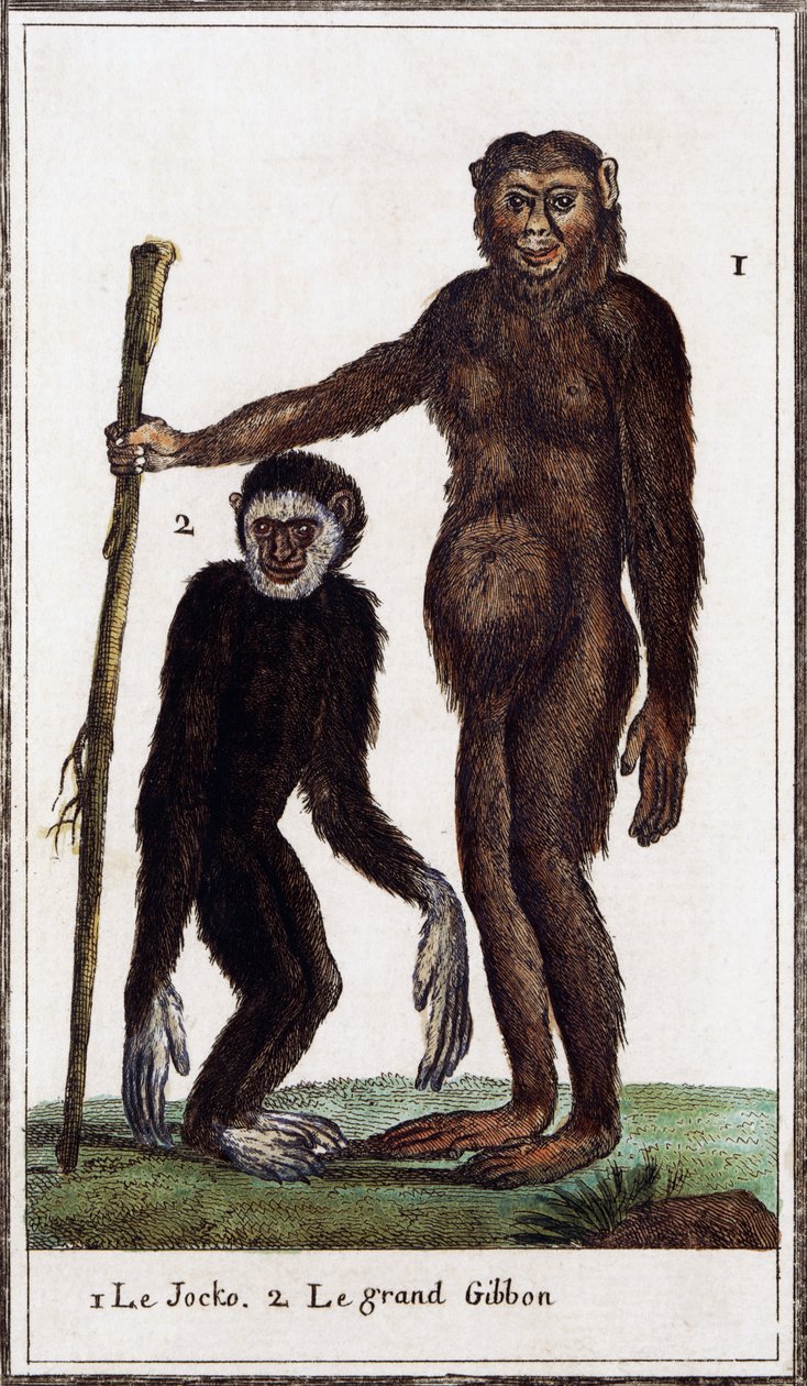 Jocko、黑猩猩或长臂猿，Histoire naturelle 插图，布丰伯爵乔治·路易斯·勒克莱尔 (Georges-Louis Leclerc)（1707-1788 年）绘制，水彩版画 作者 布冯乔治