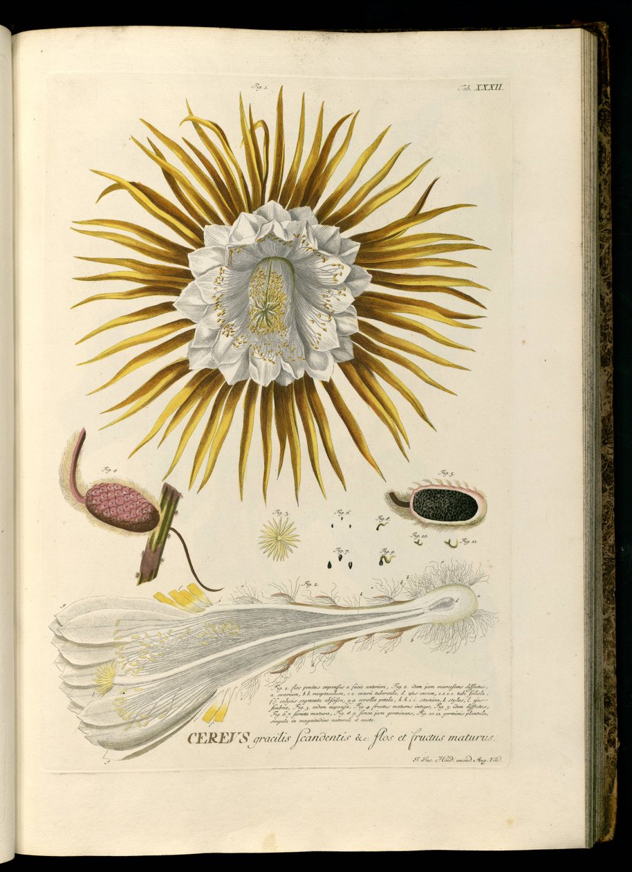 Selenicereus grandiflorus 作者 格奥尔格·狄奥尼修斯·埃雷特