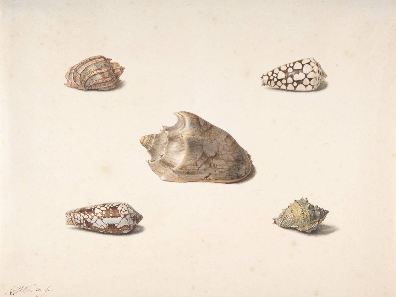 Five Shells, n.d. 作者 乔治·雅各布斯·约翰内斯·范·奥斯