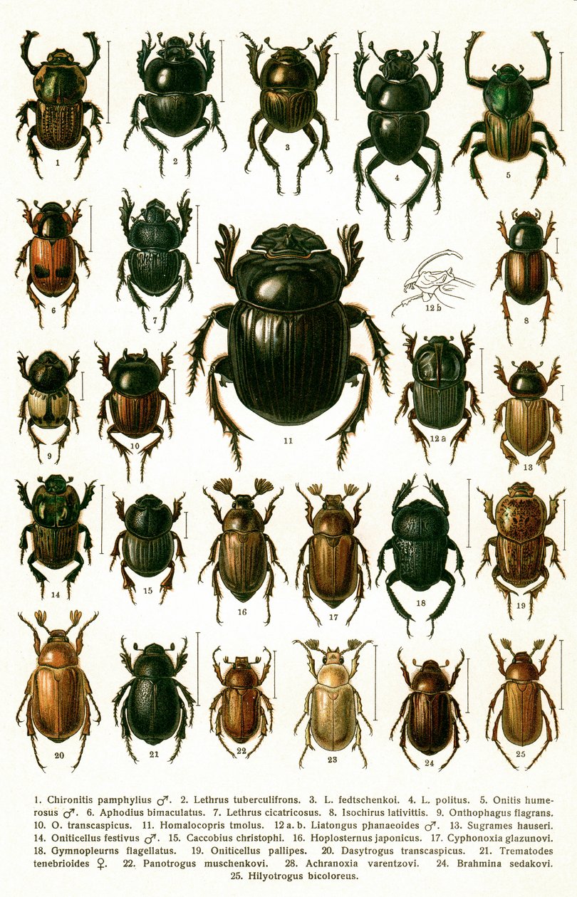 Antique Print of Varieties of European Beetles, c.1910 (chromolithograph) 作者 乔治·雅各布森（Georgiy Jacobson）