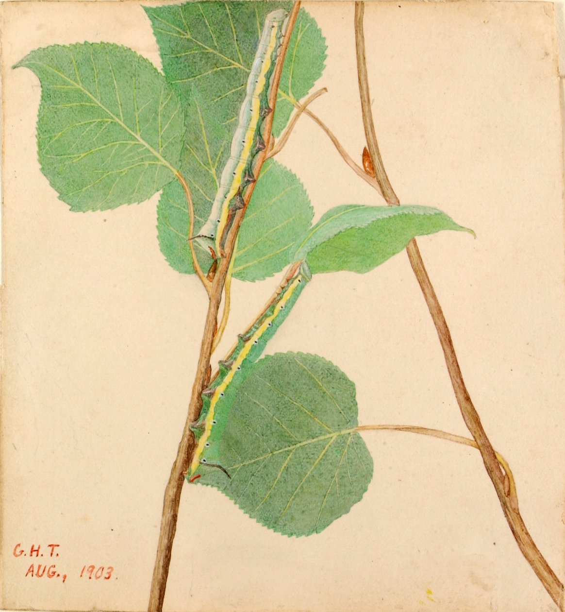 "镜背 "毛毛虫，研究《动物王国中的隐蔽色》一书 作者 杰拉尔德·H·塞耶