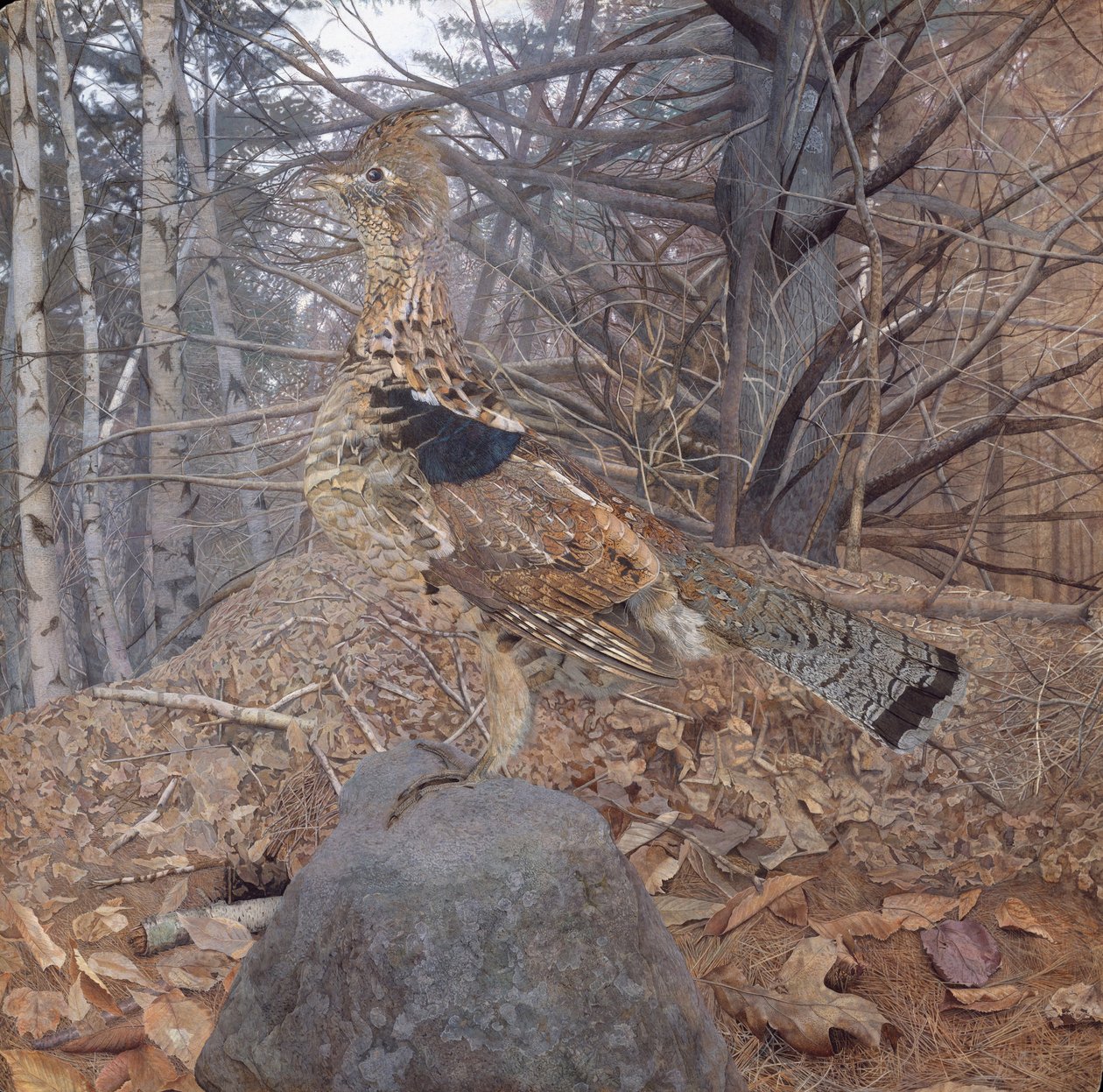 男性Ruffed Grouse在森林里，1907-08 作者 杰拉尔德·泰耶